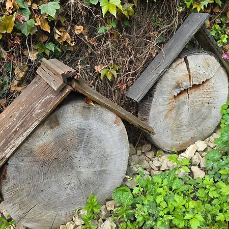 Olivenblick * Bad Honnef