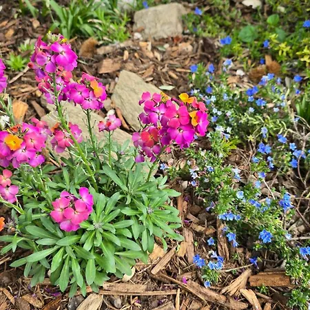 Olivenblick Bad Honnef