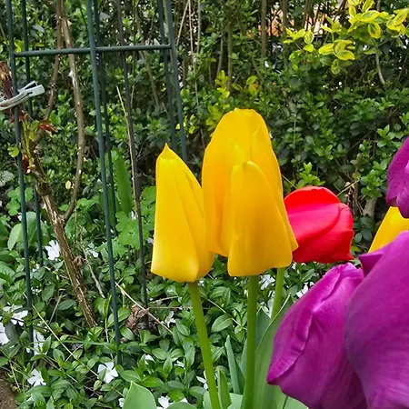 Apartament Olivenblick *