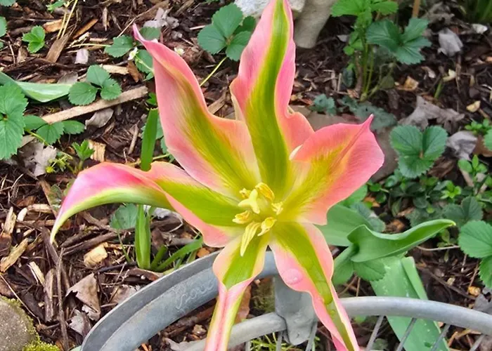 Olivenblick Apartment *