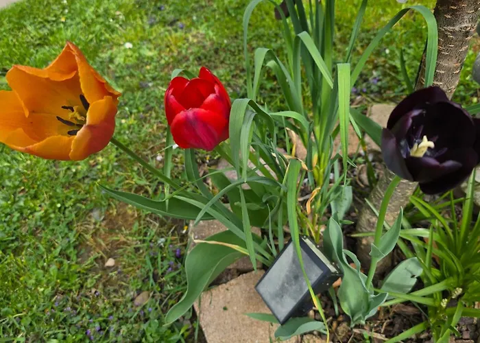 Olivenblick * Bad Honnef