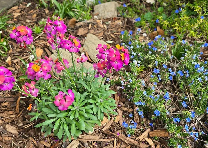 Olivenblick Bad Honnef